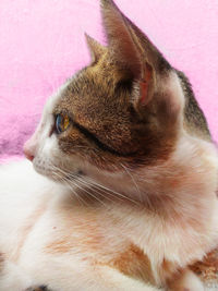 Close-up of a cat looking away