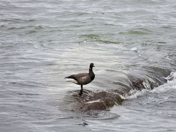 Duck swimming in sea