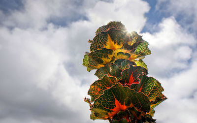 Low angle view of plant against sky