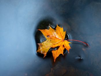 Autumn colors. fallen maple leaf on slippery basalt stone in smoky water. cold water of stream 