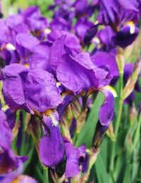 Close-up of purple flowers