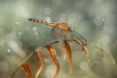 Dragonfly on leaf of fern