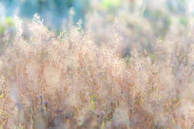 Close-up of flowering plants on field