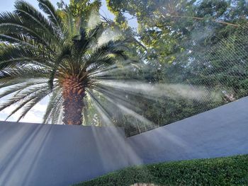 Sunlight streaming through palm tree