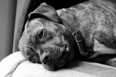 Close-up of a dog sleeping at home