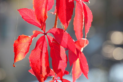 Close-up of red flowering plant