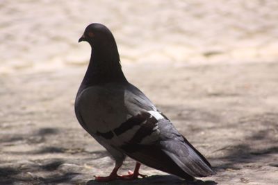 Close-up of pigeon perching on a land