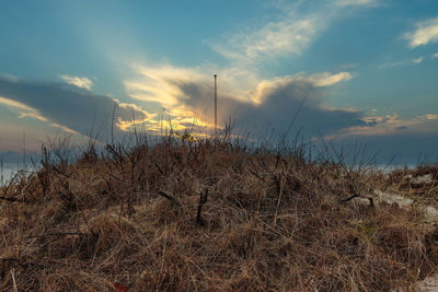 Plants growing on land against sky during sunset