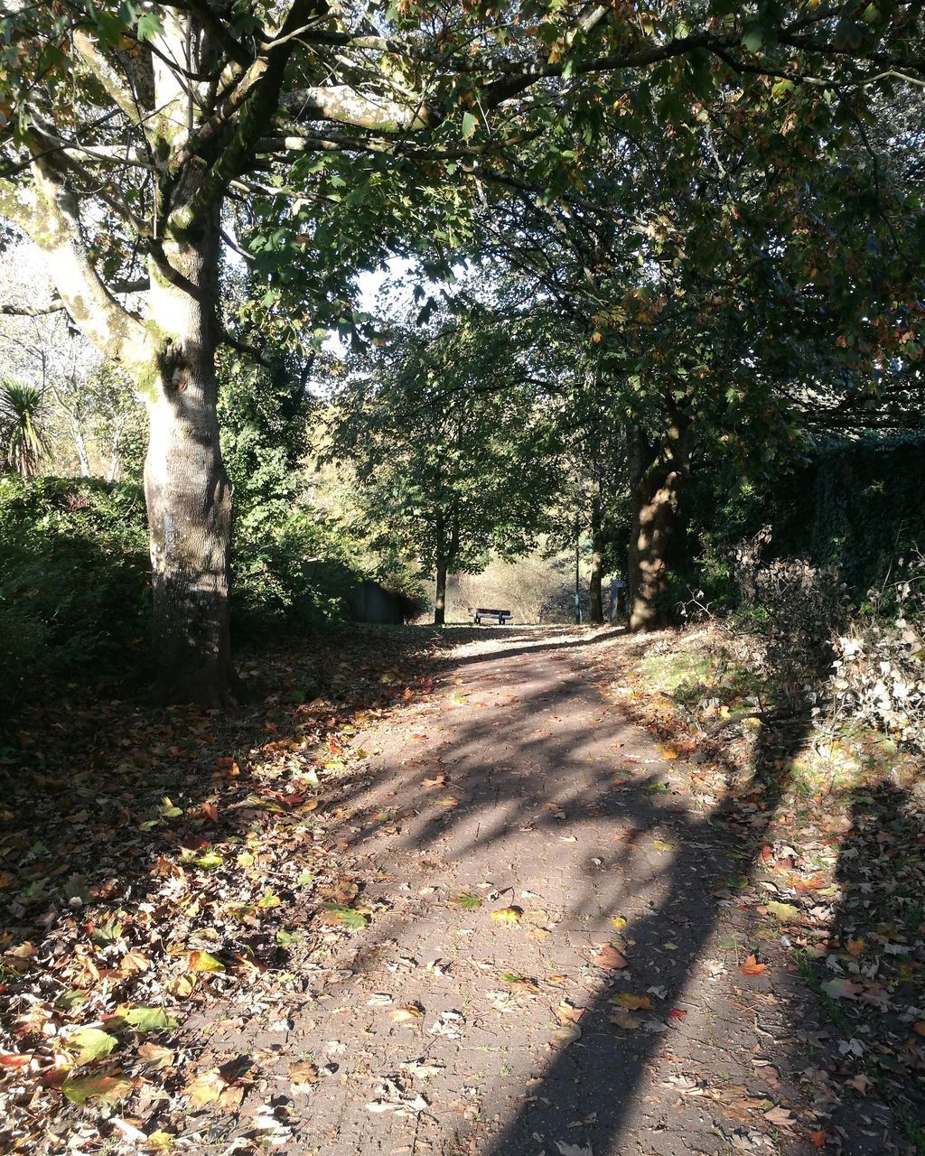 FOOTPATH BY TREES IN FOREST