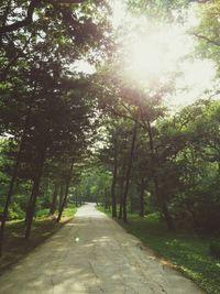 Footpath amidst trees