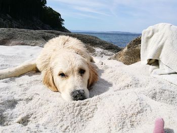 Portrait of dog sitting on rock at beach against sky
