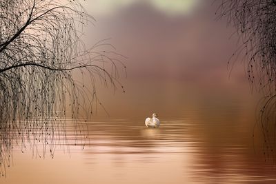 Birds in a lake