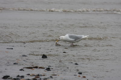 Seagull on beach