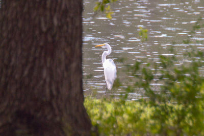 Bird in a lake