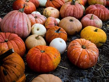 High angle view of pumpkins on land
