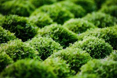 Full frame shot of plants