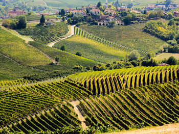 High angle view of vineyard