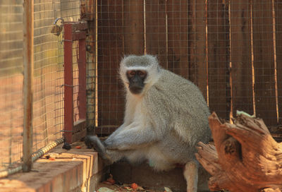 Vervet monkey sitting in its cage in a rescue station