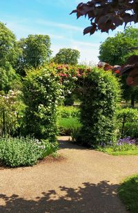 Trees and plants in park