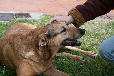 Midsection of person pampering dog relaxing on grassy field