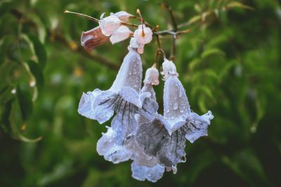 Close-up of white flowering plant