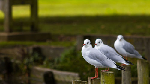 Close-up of white bird perching on grass