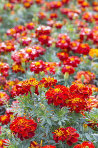 Close-up of red flowers