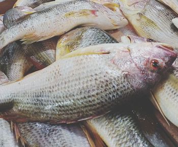 Close-up of fish for sale in market