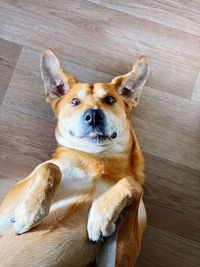 Portrait of dog lying on floor