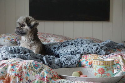 Dog looking away while relaxing on bed