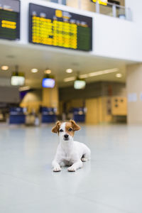 Portrait of dog sitting on floor