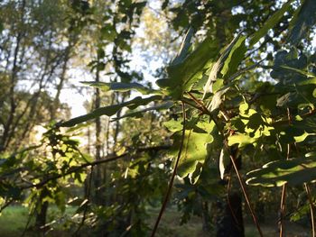 Low angle view of plant growing in forest