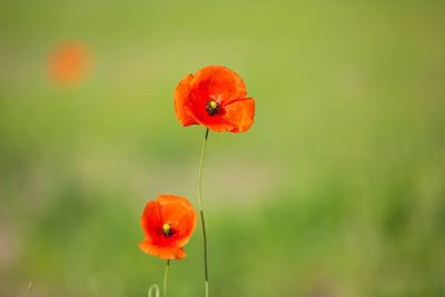 Close-up of orange poppy flower