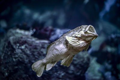 Close-up of fish swimming in sea