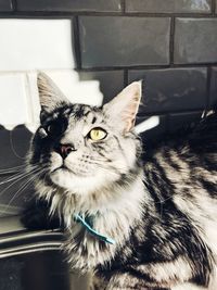 Portrait of cat sitting on car