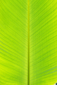Full frame shot of palm leaves