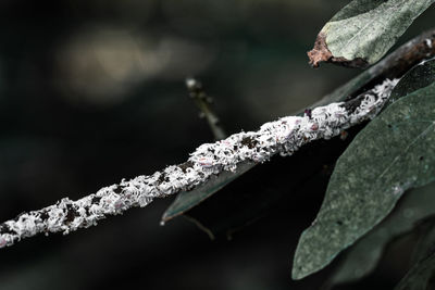 Close-up of frozen leaves