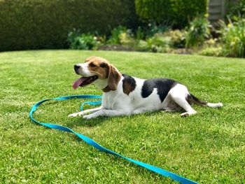 Dog sitting on grass