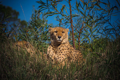 Cheetah resting in the wild.