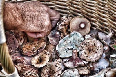 Close-up of dirty mushrooms