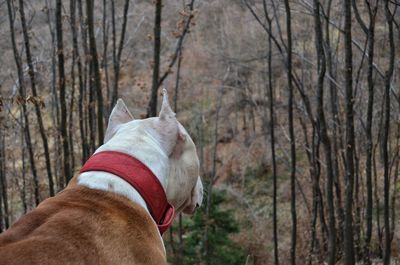 Dog looking at bare trees