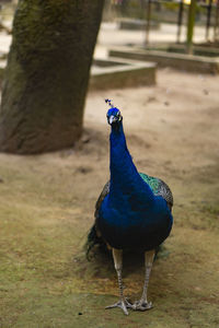 Close-up of a peacock
