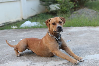 Portrait of dog lying down