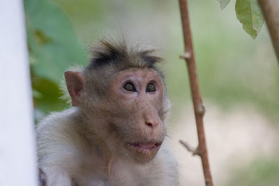 Close-up of monkey