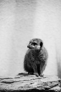 Meerkat sitting on rock