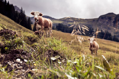 Cows grazing on field against sky