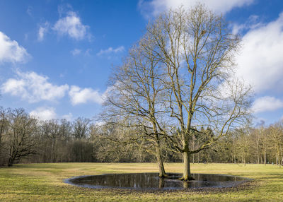 Bare trees on landscape against sky