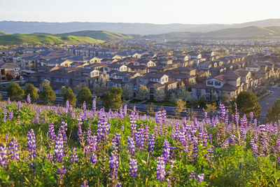 Spring flowers blossoming in tri-valley, california