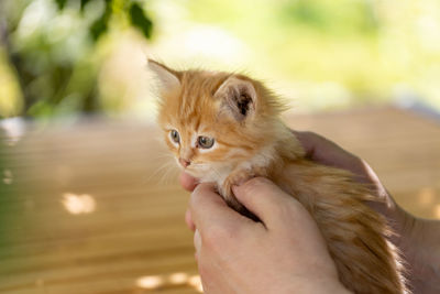 Small beautiful red kitten in male hands. care concept