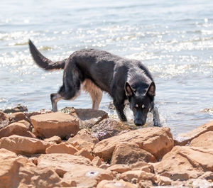 View of dog on rock at sea shore